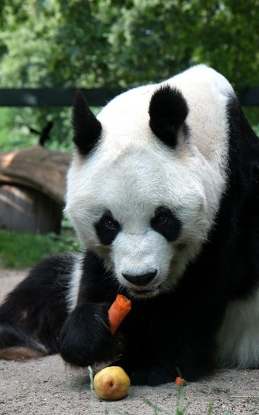 Panda Live Wallpaper - Preview 3