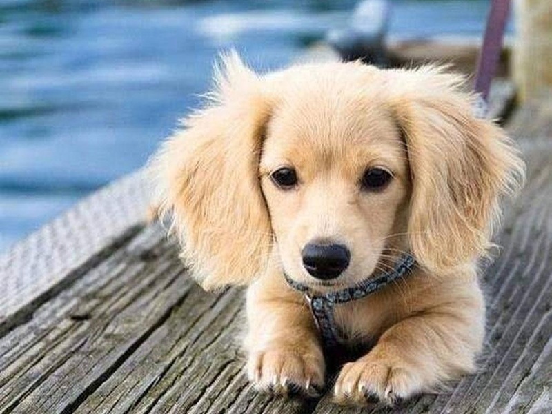 Free Puppy Dog Wallpaper - Preview 10