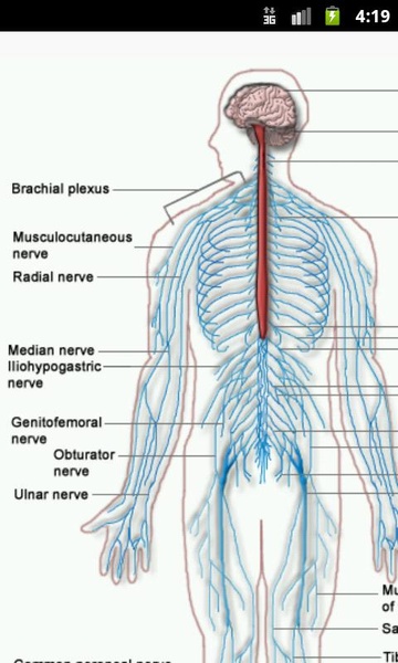 Human Physiology - Preview 4