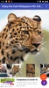 Cats Wallpapers HD & Backgrounds HD screenshot 4
