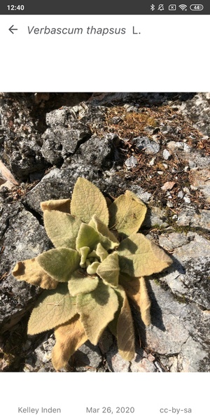 Download PlantNet Plant Identification 3.25.3 for Android | Uptodown.com