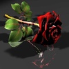 Amazing Flowers Images Gif Rose Stickers Wallpaper screenshot 7