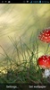 Mushrooms Live Wallpaper screenshot 11