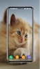 Kitten Wallpapers screenshot 16