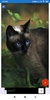Cat Wallpapers: HD Images, Free Pics download screenshot 2