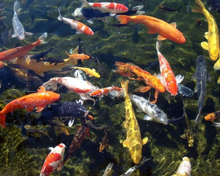 Koi Fish HD Wallpaper - Preview 1