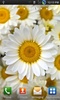 Flowers Live Wallpapers screenshot 17