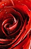 Red Rose Live Wallpaper screenshot 8