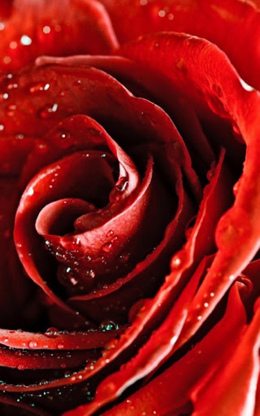 Red Rose Live Wallpaper - Preview 8