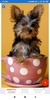 Puppy Wallpapers: HD images, Free Pics download screenshot 3