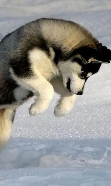 Huskies Wallpapers - Preview 5