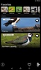 Bird Decoys screenshot 15