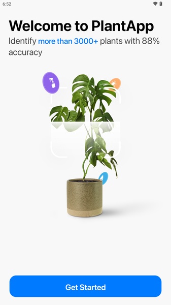 palm palm plant Large Majesty Palm Houseplant with Planter - Large (3-4' tall) Sand Planter
