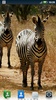 Zebras Live Wallpaper screenshot 4