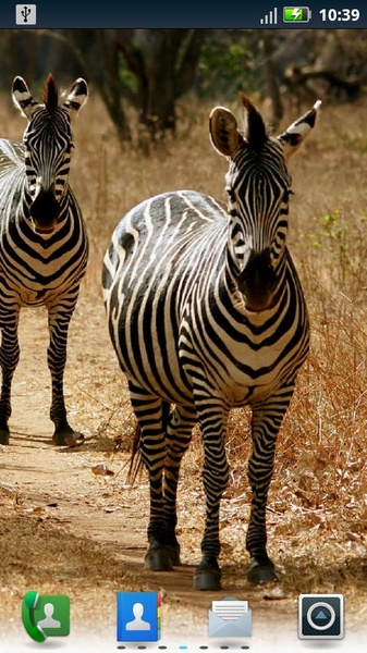 Zebras Live Wallpaper - Preview 4