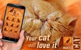 BlaBlaCat: Cats Sounds screenshot 1
