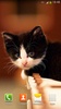 सुंदर बिल्लियों लाइव वॉलपेपर screenshot 13