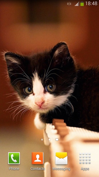 Cute Cats Live Wallpaper - Preview 13