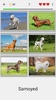 Dogs Quiz - Guess All Breeds! screenshot 5