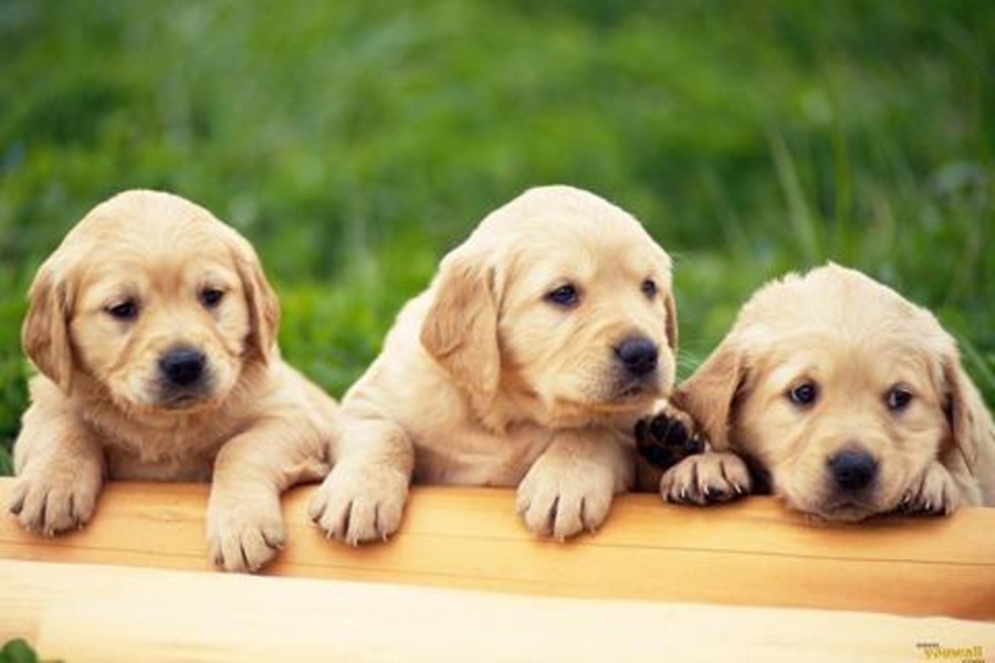 Dog Jigsaw Puzzles - Preview 7