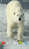 Polar Bear Video Wallpaper screenshot 1