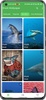 3D Shark in the Live Wallpaper screenshot 2
