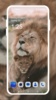 Lion HD Wallpaper screenshot 9