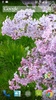 Lilacs Live Wallpaper screenshot 13