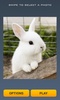 Cute Rabbits Puzzle screenshot 6