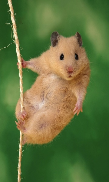 Hamster Wallpaper - Preview 3