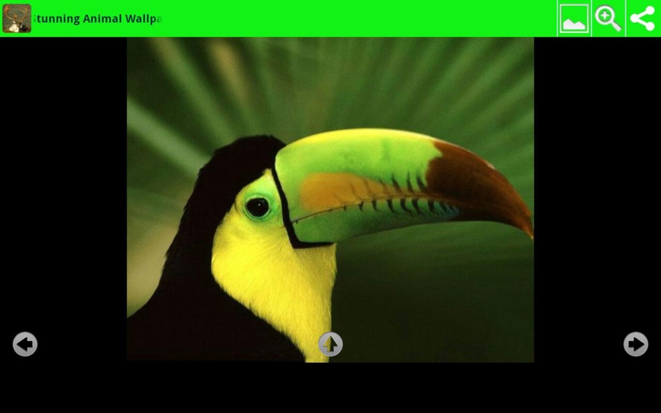 Stunning Animal Wallpapers - Preview 3
