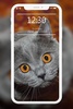 Cutest Cats Wallpaper screenshot 1