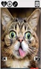 cute funny cat screenshot 5