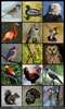 Bird Sounds & Ringtones screenshot 5