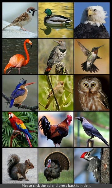 Bird Sounds & Ringtones - Preview 5