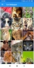 Cat Wallpapers: HD Images, Free Pics download screenshot 8