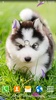 Animals Cute Live Wallpaper screenshot 6