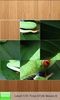 Frog Jigsaw Puzzles screenshot 8