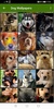 Dog Wallpapers screenshot 4