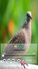 Birds Calls Sounds - Relaxing screenshot 4