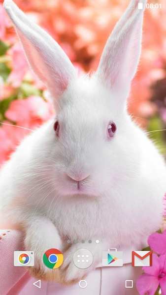 Cute Animals Live Wallpaper - Preview 4
