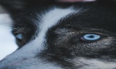 Wallpapers and pictures of wolves of all kinds around the world 4k screenshot 3