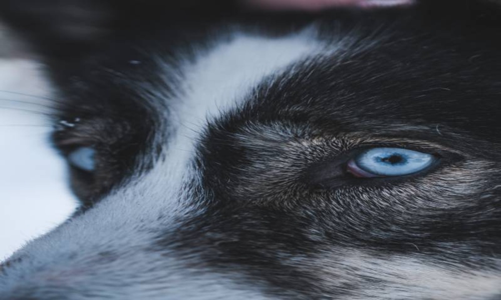 Wallpapers and pictures of wolves of all kinds around the world 4k - Preview 3