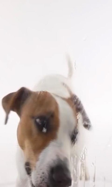Dog Lick Screen Live Wallpaper - Preview 3