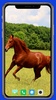 Horse Wallpaper screenshot 2