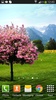 Sakura Live Wallpaper Free screenshot 2