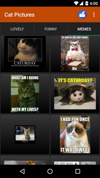 Cat Pictures - Preview 1