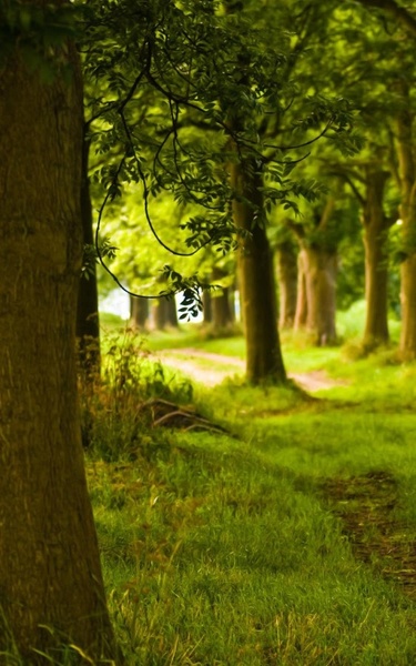 Sunny Forest Live Wallpaper - Preview 6