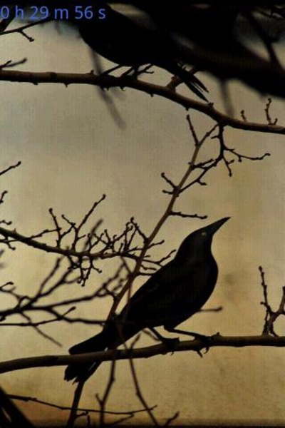 bird sleep sounds - Preview 2