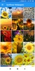 Sunflower HD Wallpapers screenshot 2